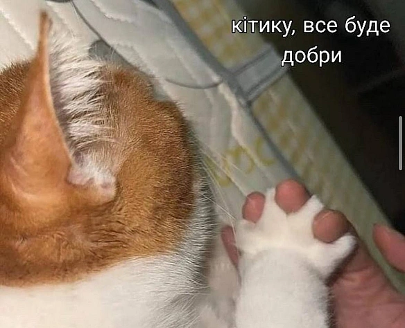 Баба і Кіт на we.ua