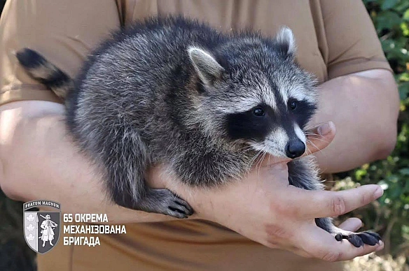 Не тільки котики - Баба і Кіт на we.ua