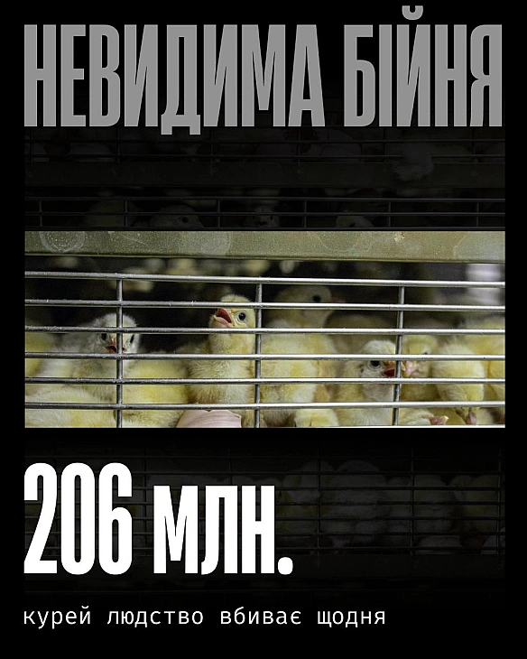 Кури — найбільш експлуатовані тварини у світі.Їх тримають у тісних ангарах без світла. Їхні тіла виведені так, щоб швидко наби... - Кожна тварина on we.ua