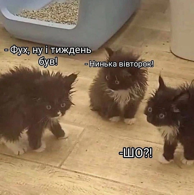 Баба і Кіт на we.ua