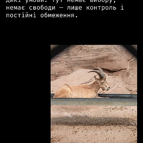 Кожна тварина on we.ua