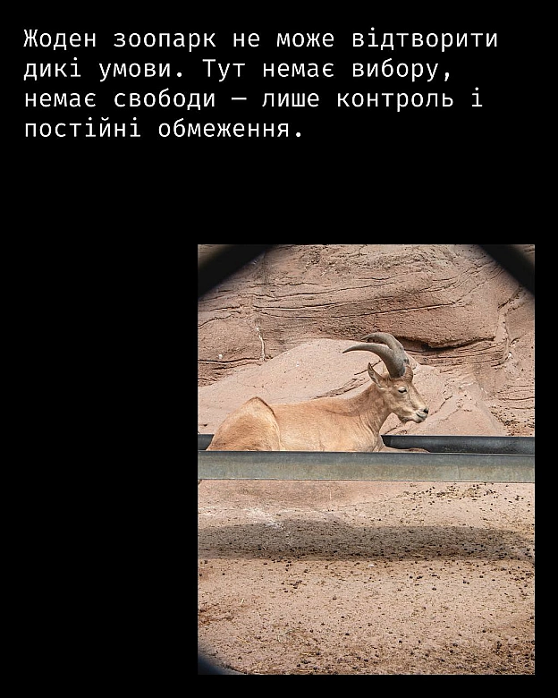 Кожна тварина on we.ua