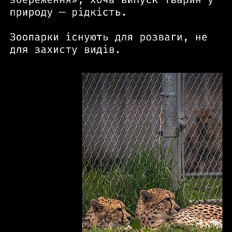 Кожна тварина on we.ua