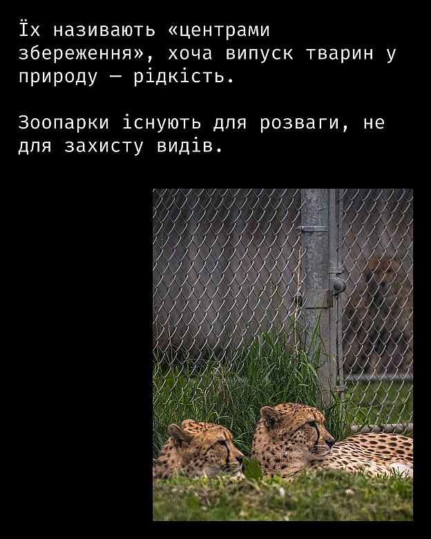 Кожна тварина on we.ua