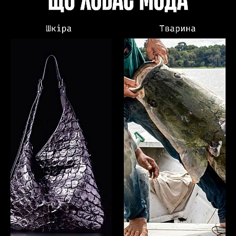 У моді краса часто будується на стражданні.Якщо шкіра, хутро чи вовна — це норма, то насильство закладене в основу індустрії. ... - Кожна тварина on we.ua