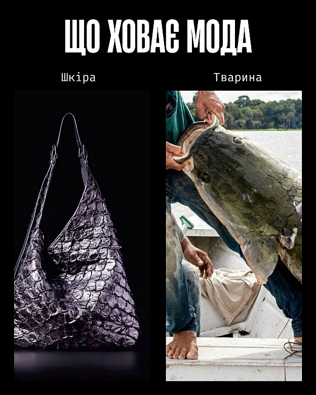 У моді краса часто будується на стражданні.Якщо шкіра, хутро чи вовна — це норма, то насильство закладене в основу індустрії. ... - Кожна тварина on we.ua
