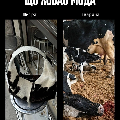 У моді краса часто будується на стражданні.Якщо шкіра, хутро чи вовна — це норма, то насильство закладене в основу індустрії. ... - Кожна тварина on we.ua