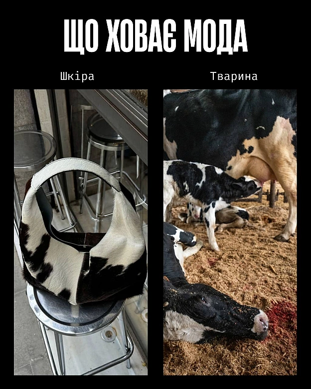 У моді краса часто будується на стражданні.Якщо шкіра, хутро чи вовна — це норма, то насильство закладене в основу індустрії. ... - Кожна тварина on we.ua