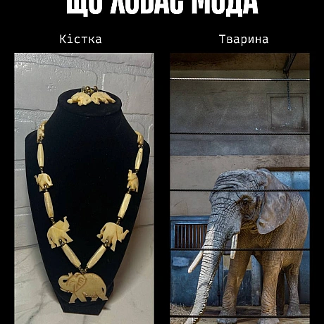 У моді краса часто будується на стражданні.Якщо шкіра, хутро чи вовна — це норма, то насильство закладене в основу індустрії. ... - Кожна тварина on we.ua