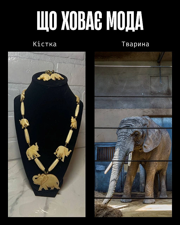 У моді краса часто будується на стражданні.Якщо шкіра, хутро чи вовна — це норма, то насильство закладене в основу індустрії. ... - Кожна тварина on we.ua