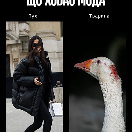 У моді краса часто будується на стражданні.Якщо шкіра, хутро чи вовна — це норма, то насильство закладене в основу індустрії. ... - Кожна тварина on we.ua