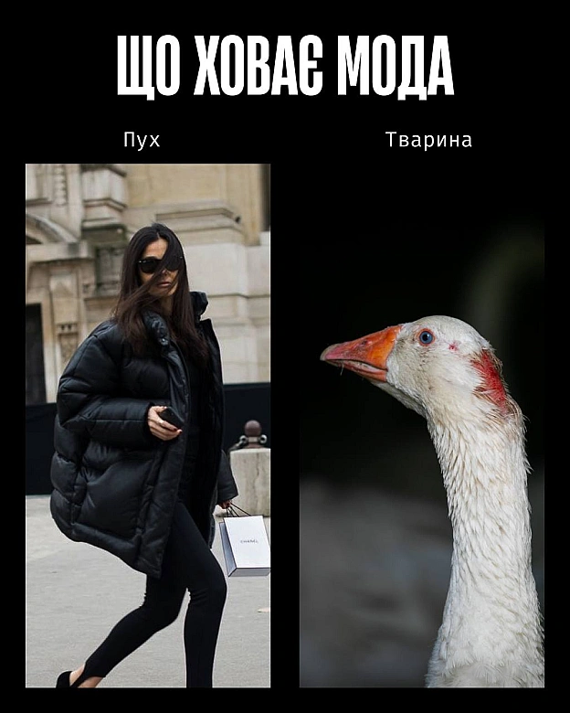 У моді краса часто будується на стражданні.Якщо шкіра, хутро чи вовна — це норма, то насильство закладене в основу індустрії. ... - Кожна тварина on we.ua
