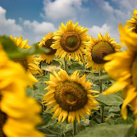 Сонячні вітання з полів! 🌻💛 Нарешті ця краса розцвіла! Сезон соняшників відкрито! 😍 Ловіть момент, насолоджуйтесь яскравими барв... - Репортер інформує на we.ua