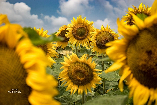 Сонячні вітання з полів! 🌻💛 Нарешті ця краса розцвіла! Сезон соняшників відкрито! 😍 Ловіть момент, насолоджуйтесь яскравими барв... - Репортер інформує on we.ua