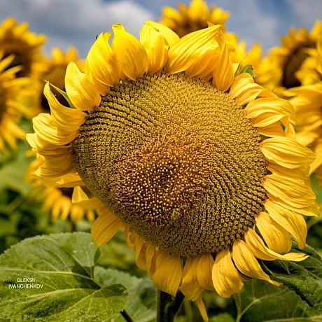 Сонячні вітання з полів! 🌻💛 Нарешті ця краса розцвіла! Сезон соняшників відкрито! 😍 Ловіть момент, насолоджуйтесь яскравими барв... - Репортер інформує на we.ua