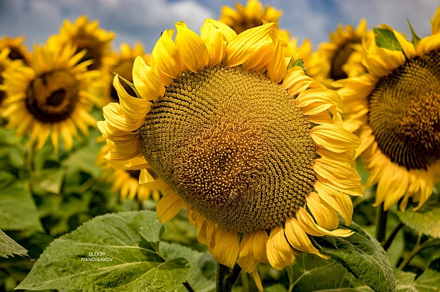 Сонячні вітання з полів! 🌻💛 Нарешті ця краса розцвіла! Сезон соняшників відкрито! 😍 Ловіть момент, насолоджуйтесь яскравими барв... - Репортер інформує on we.ua