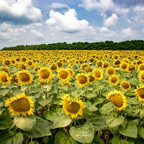 Сонячні вітання з полів! 🌻💛 Нарешті ця краса розцвіла! Сезон соняшників відкрито! 😍 Ловіть момент, насолоджуйтесь яскравими барв... - Репортер інформує на we.ua