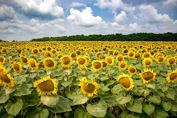 Сонячні вітання з полів! 🌻💛 Нарешті ця краса розцвіла! Сезон соняшників відкрито! 😍 Ловіть момент, насолоджуйтесь яскравими барв... - Репортер інформує on we.ua