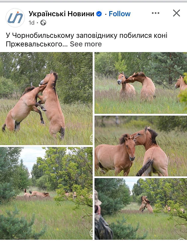 Холд йор хорсес - Баба і Кіт на we.ua