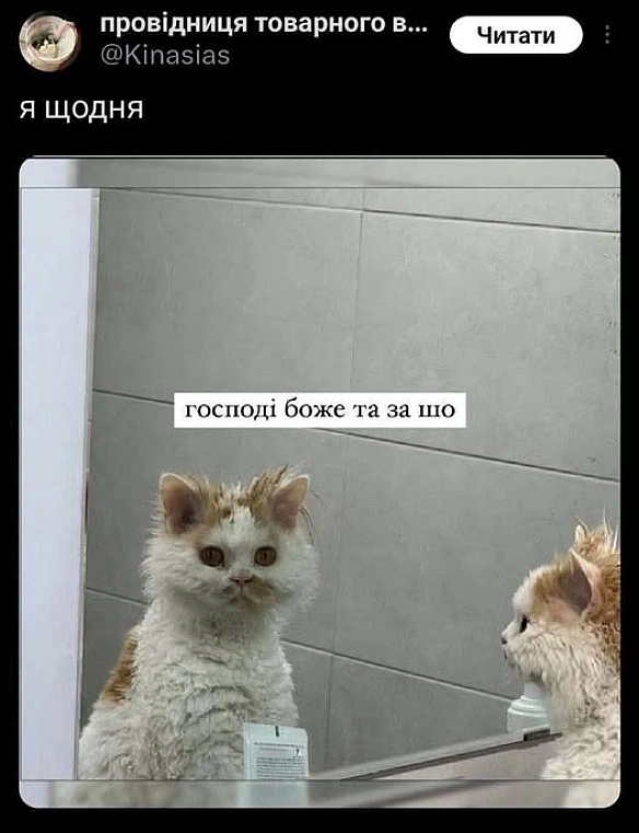 Баба і Кіт на we.ua