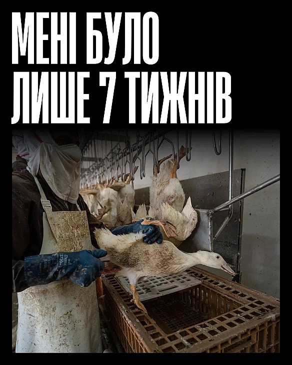 На мʼясних фермах качок вбивають у віці семи тижнів.За цей час вони бачать лише тісні приміщення, грубість і байдужість. Хоча ... - Кожна тварина на we.ua