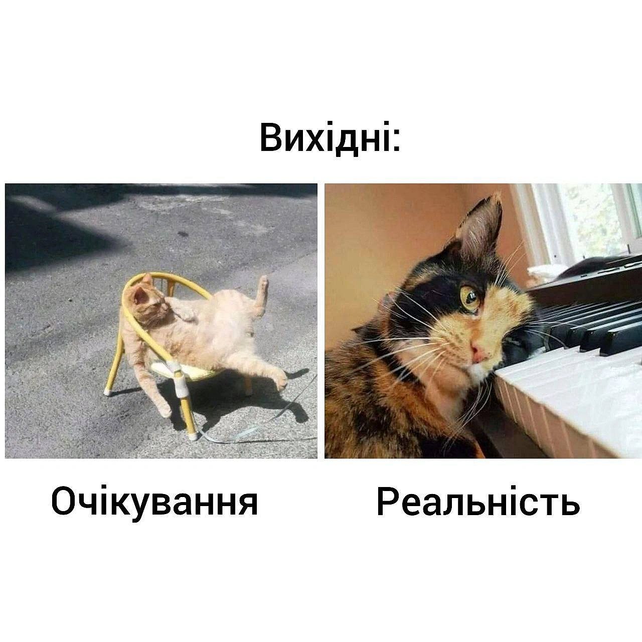 Баба і Кіт на we.ua
