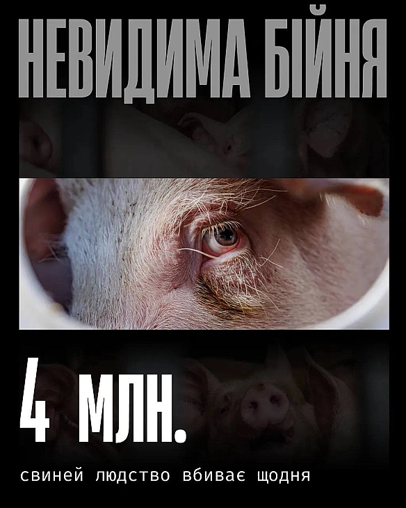Свині — розумні й соціальні істоти. Вони здатні відчувати страх, біль, і навіть емоційний зв’язок. Але на фермах їхнє життя пере... - Кожна тварина на we.ua