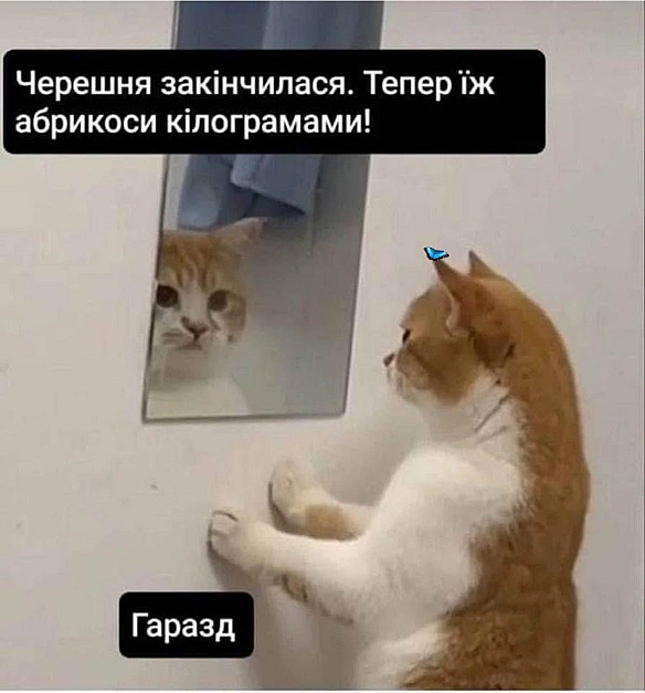 Баба і Кіт на we.ua