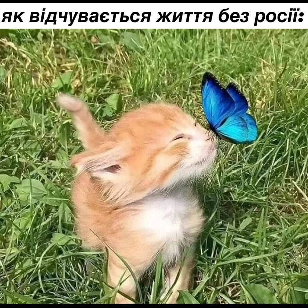 Баба і Кіт на we.ua