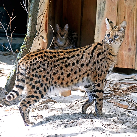 🐆 У КиївЗоо облаштували нову оселю для врятованих сервалів Чотирьох сервалів було передано до КиївЗоо у 2023 році після евакуа... - КМДА – офіційний канал на we.ua