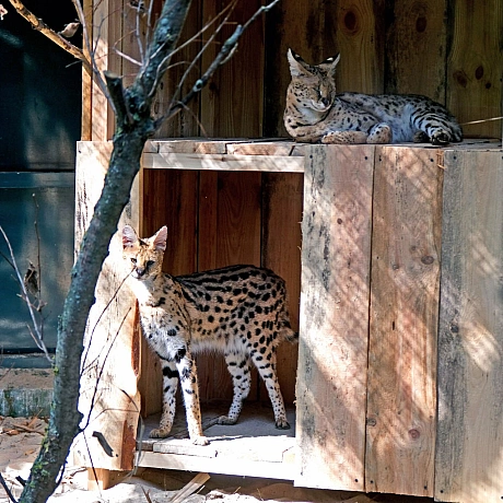 🐆 У КиївЗоо облаштували нову оселю для врятованих сервалів Чотирьох сервалів було передано до КиївЗоо у 2023 році після евакуа... - КМДА – офіційний канал на we.ua