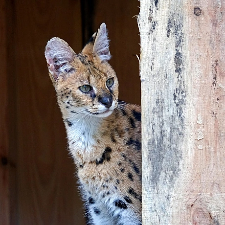 🐆 У КиївЗоо облаштували нову оселю для врятованих сервалів Чотирьох сервалів було передано до КиївЗоо у 2023 році після евакуа... - КМДА – офіційний канал на we.ua