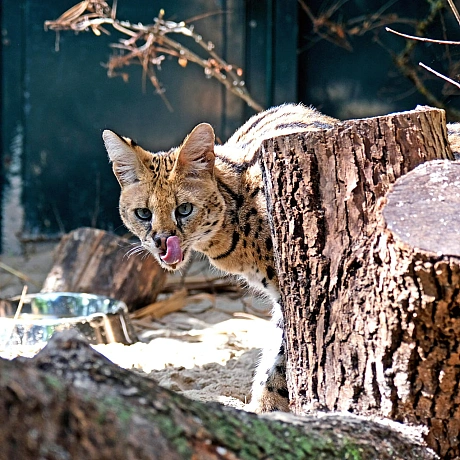 🐆 У КиївЗоо облаштували нову оселю для врятованих сервалів Чотирьох сервалів було передано до КиївЗоо у 2023 році після евакуа... - КМДА – офіційний канал на we.ua