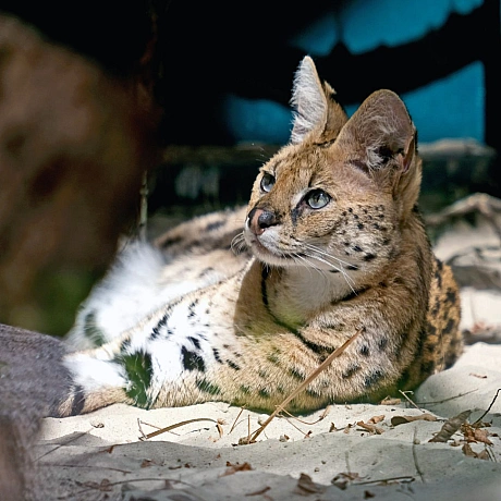 🐆 У КиївЗоо облаштували нову оселю для врятованих сервалів Чотирьох сервалів було передано до КиївЗоо у 2023 році після евакуа... - КМДА – офіційний канал на we.ua