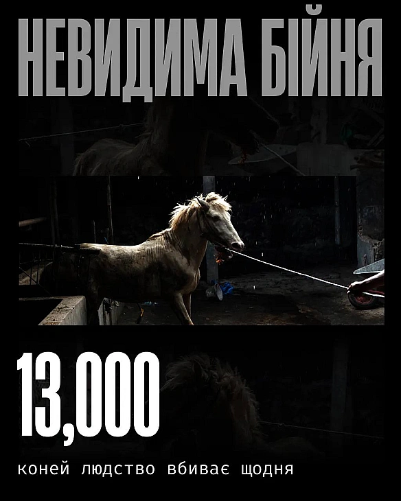 Коні рідко сприймаються як «їжа». У більшості культур вони асоціюються з працею та спортом. Можливо, саме тому їхнє вбивство м... - Кожна тварина на we.ua