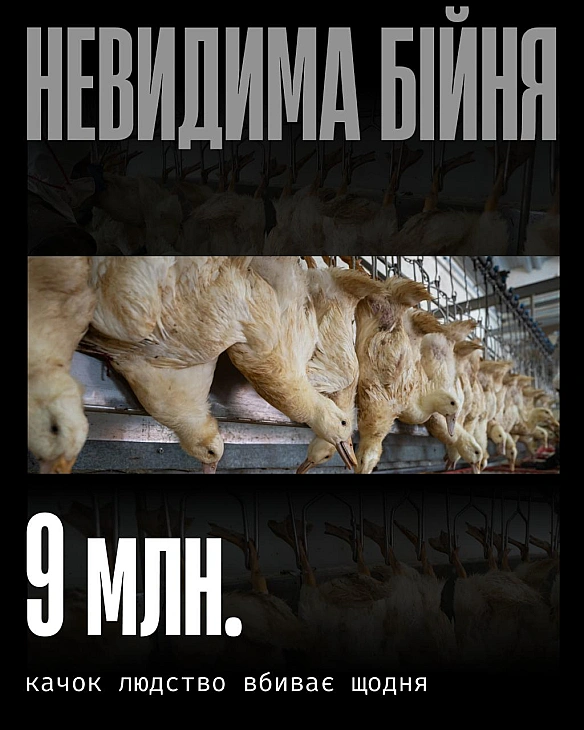 Качок убивають не лише заради м’яса. Їхні тіла стають «сировиною» для подушок, ковдр, курток і спальних мішків. Пух і пір’я — ок... - Кожна тварина на we.ua
