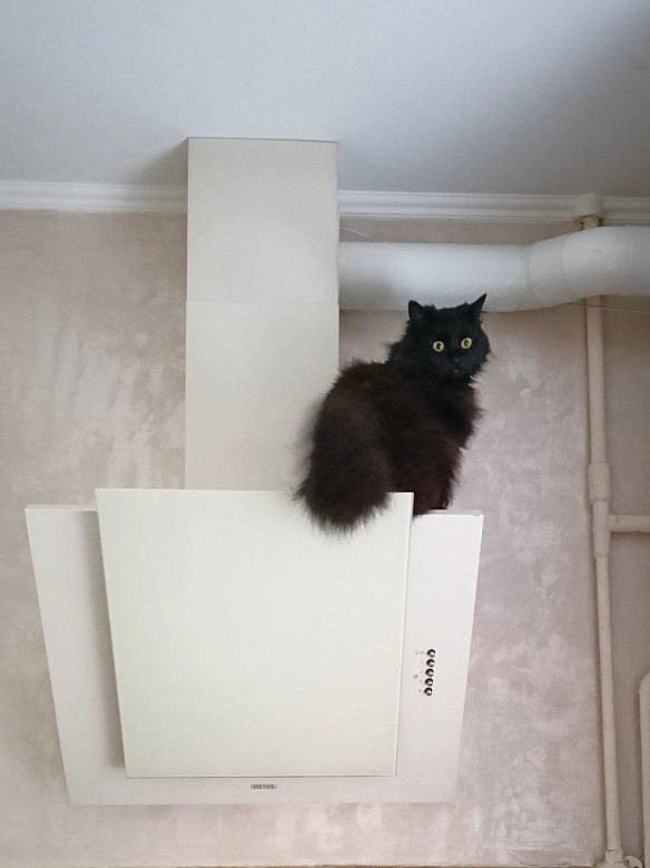 ну моя 🥰 кидайте фотки своїх чорних котиків 🐈‍⬛ - Музика і Котики на we.ua