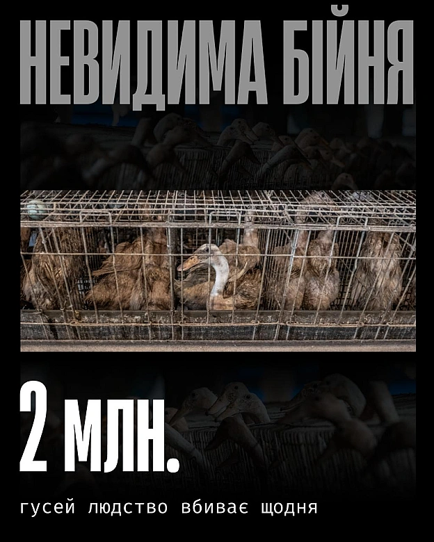 Гусей вбивають не лише заради м’яса чи фуа-гра. Їх експлуатують і для пуху та пір’я — часто до повного виснаження, а потім відпр... - Кожна тварина on we.ua
