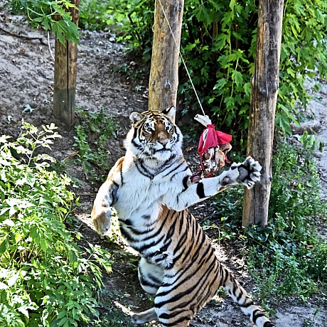 🐅23 і 24 серпня смугасті хижаки КиївЗоо святкуватимуть свої іменини🥳Тигри Рена та Малюк відзначають свої 17 років – дуже поваж... - КМДА – офіційний канал на we.ua