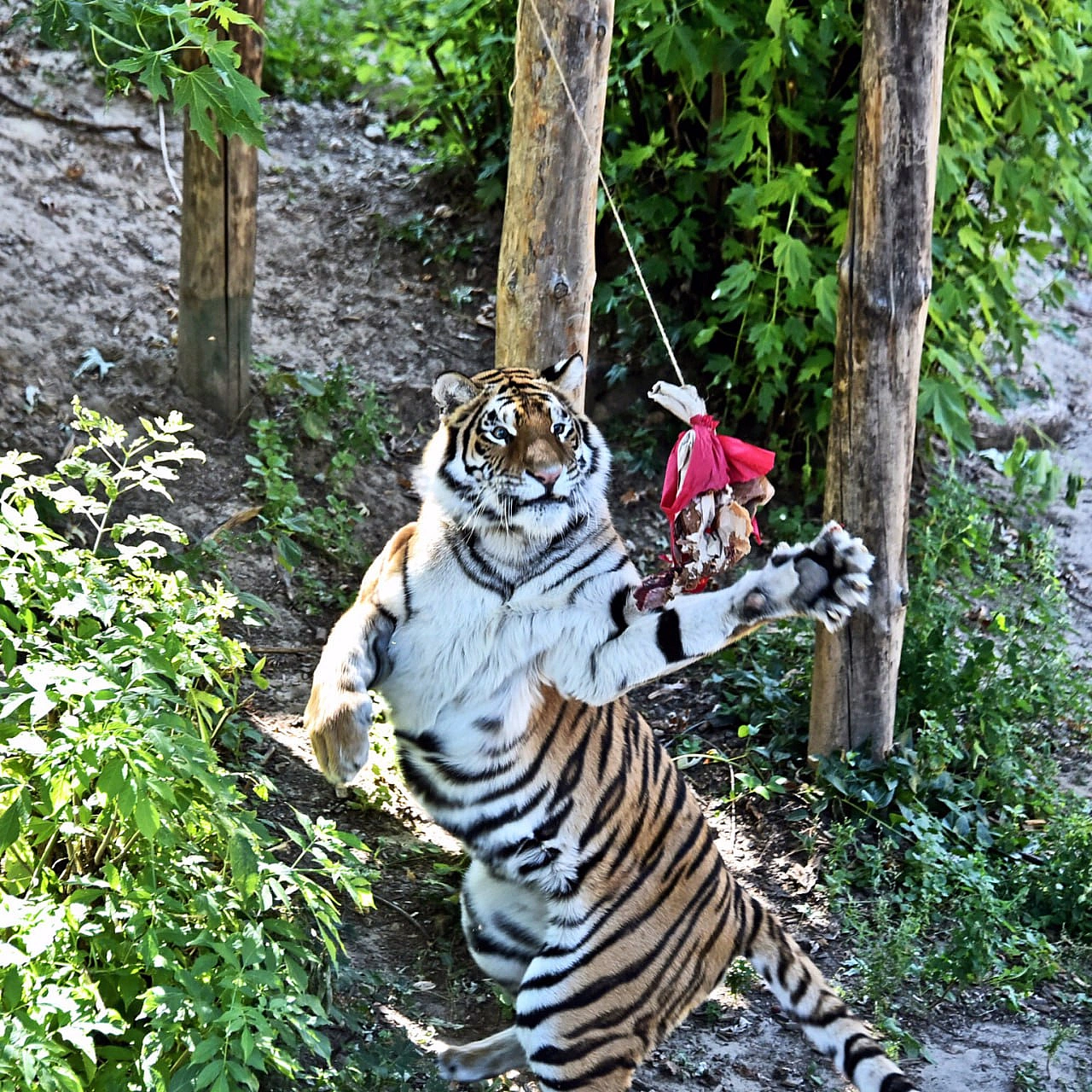 🐅23 і 24 серпня смугасті хижаки КиївЗоо святкуватимуть свої іменини🥳Тигри Рена та Малюк відзначають свої 17 років – дуже поваж... - КМДА – офіційний канал на we.ua