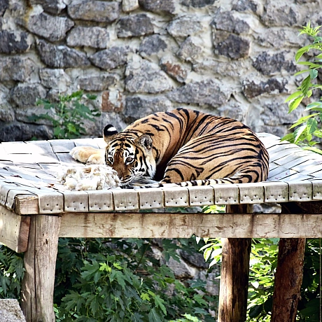 🐅23 і 24 серпня смугасті хижаки КиївЗоо святкуватимуть свої іменини🥳Тигри Рена та Малюк відзначають свої 17 років – дуже поваж... - КМДА – офіційний канал на we.ua