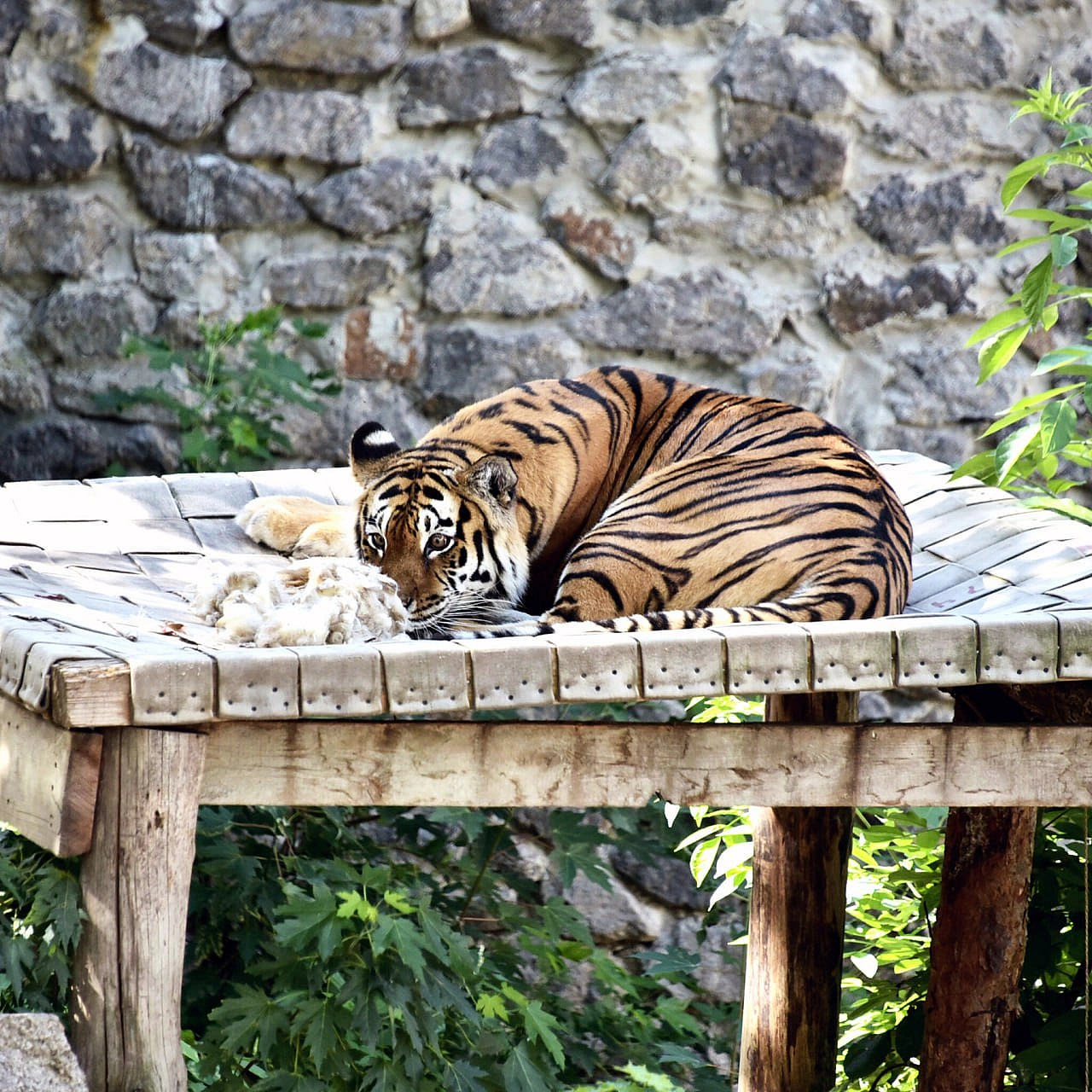🐅23 і 24 серпня смугасті хижаки КиївЗоо святкуватимуть свої іменини🥳Тигри Рена та Малюк відзначають свої 17 років – дуже поваж... - КМДА – офіційний канал на we.ua