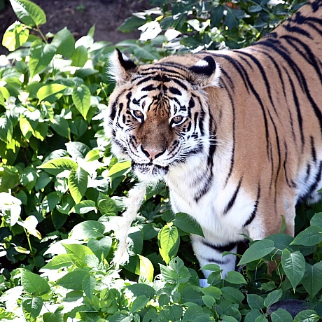 🐅23 і 24 серпня смугасті хижаки КиївЗоо святкуватимуть свої іменини🥳Тигри Рена та Малюк відзначають свої 17 років – дуже поваж... - КМДА – офіційний канал на we.ua