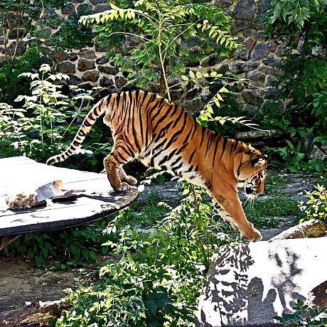 🐅23 і 24 серпня смугасті хижаки КиївЗоо святкуватимуть свої іменини🥳Тигри Рена та Малюк відзначають свої 17 років – дуже поваж... - КМДА – офіційний канал на we.ua