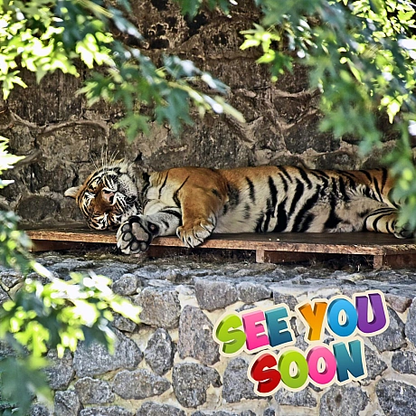 🐅23 і 24 серпня смугасті хижаки КиївЗоо святкуватимуть свої іменини🥳Тигри Рена та Малюк відзначають свої 17 років – дуже поваж... - КМДА – офіційний канал на we.ua
