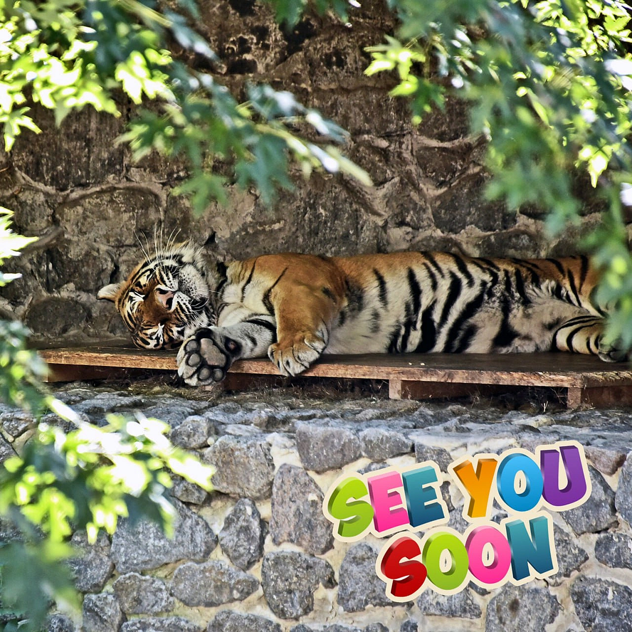 🐅23 і 24 серпня смугасті хижаки КиївЗоо святкуватимуть свої іменини🥳Тигри Рена та Малюк відзначають свої 17 років – дуже поваж... - КМДА – офіційний канал на we.ua