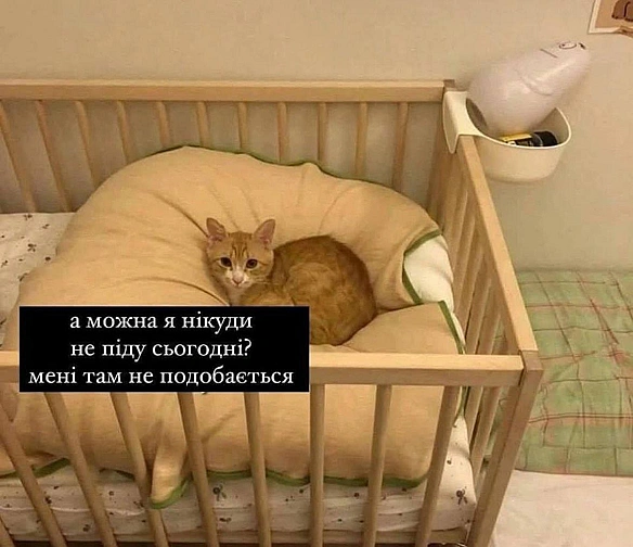 Баба і Кіт на we.ua