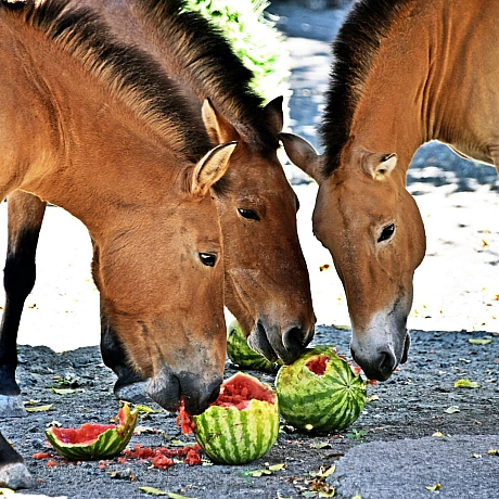 🍉🍉🍉У КиївЗоо мешканці копитного ряду відкриють сезон кавунових вікендів💚Збагачення сезонними кормами – поширена практика в зоо... - КМДА – офіційний канал on we.ua
