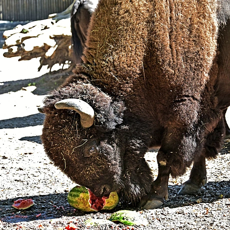 🍉🍉🍉У КиївЗоо мешканці копитного ряду відкриють сезон кавунових вікендів💚Збагачення сезонними кормами – поширена практика в зоо... - КМДА – офіційний канал on we.ua