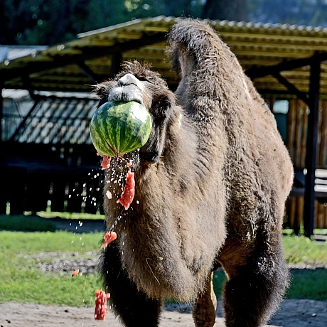 🍉🍉🍉У КиївЗоо мешканці копитного ряду відкриють сезон кавунових вікендів💚Збагачення сезонними кормами – поширена практика в зоо... - КМДА – офіційний канал on we.ua